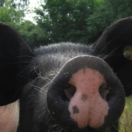 Lägenhet Jepsen Westerholz